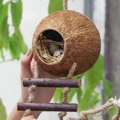 Coconut Birdhouse with Ladder
