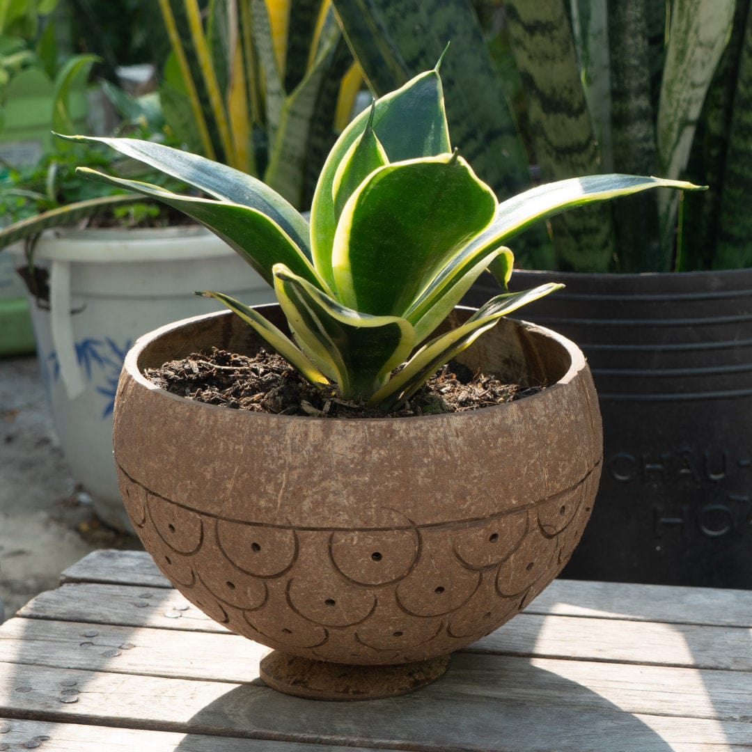 Dragon Scales Coconut Planter