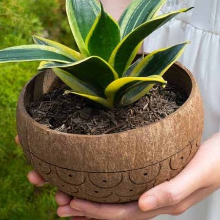 Dragon Scales Coconut Planter