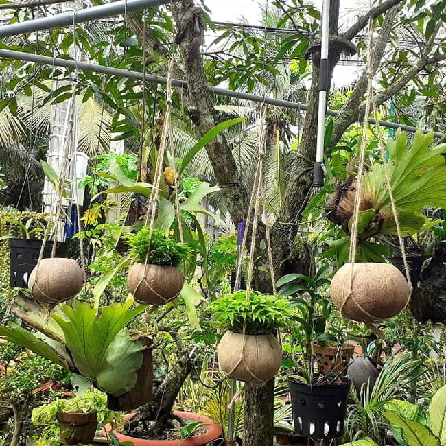 Hanging Coconut Planter