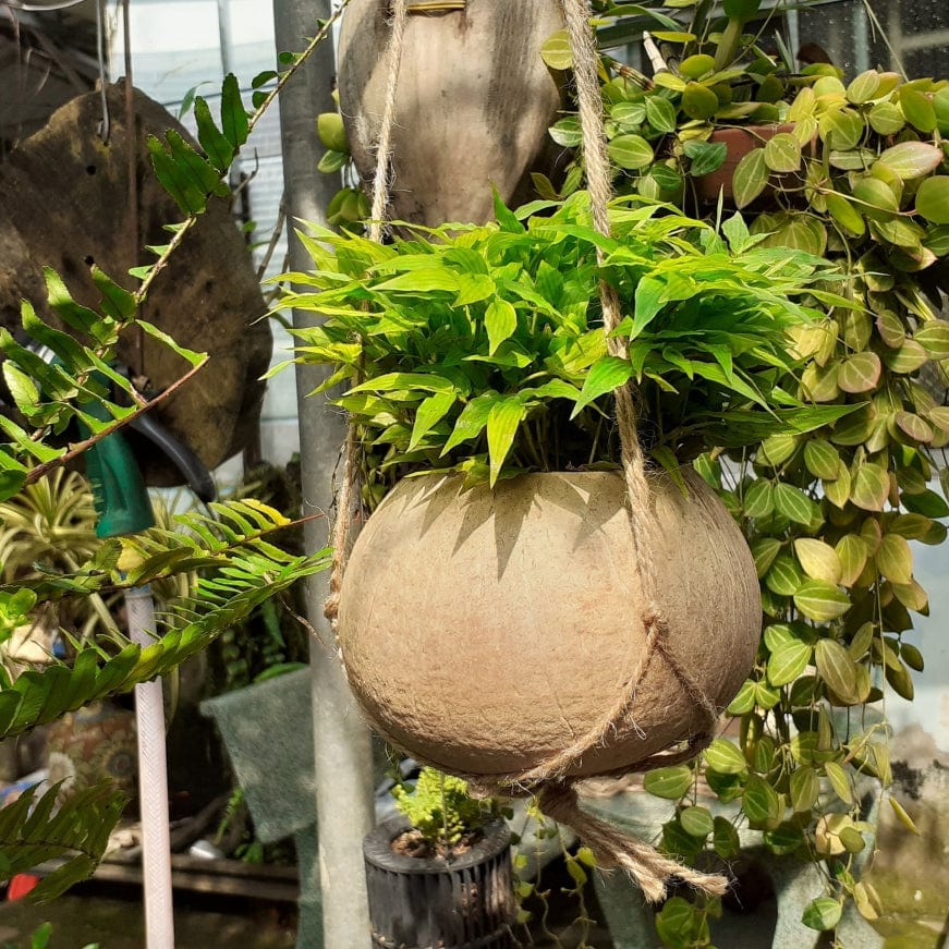 Hanging Coconut Planter