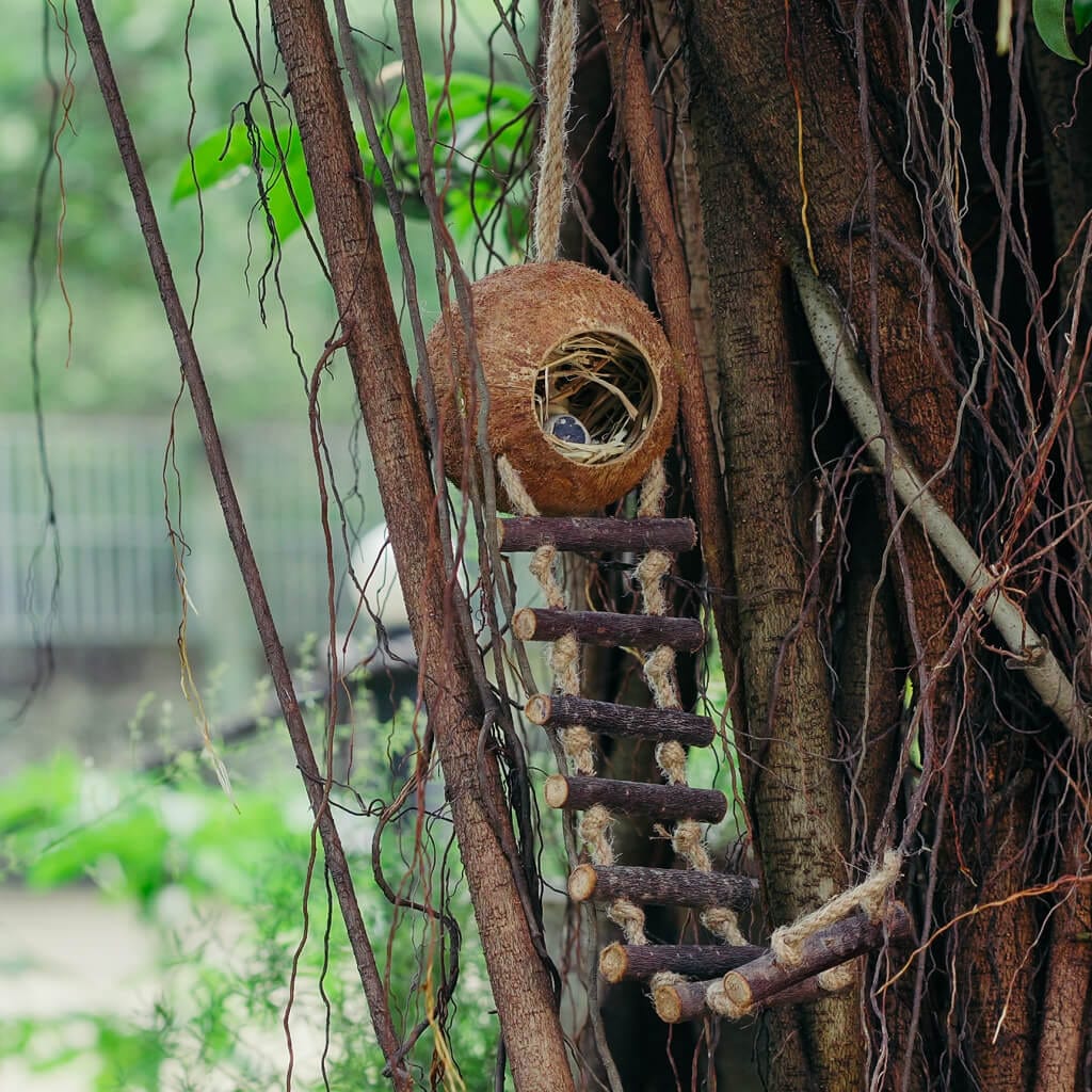 Coconut Birdhouse with Ladder