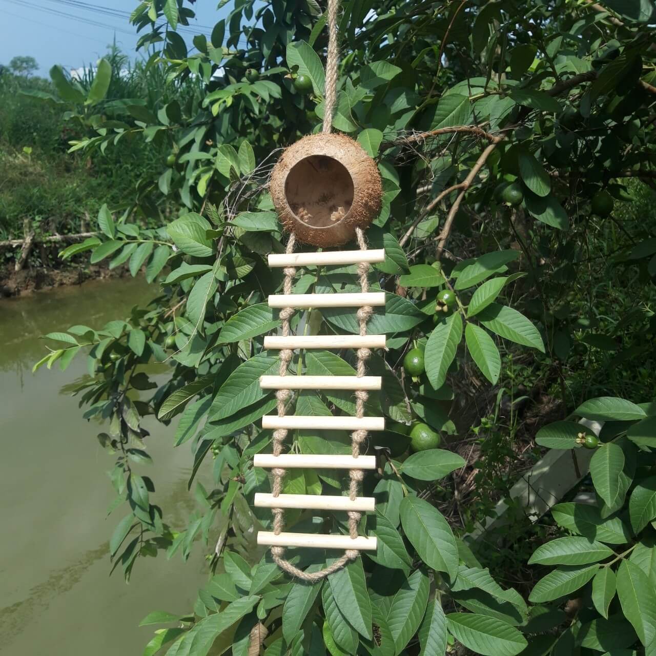 Coconut Birdhouse with Ladder