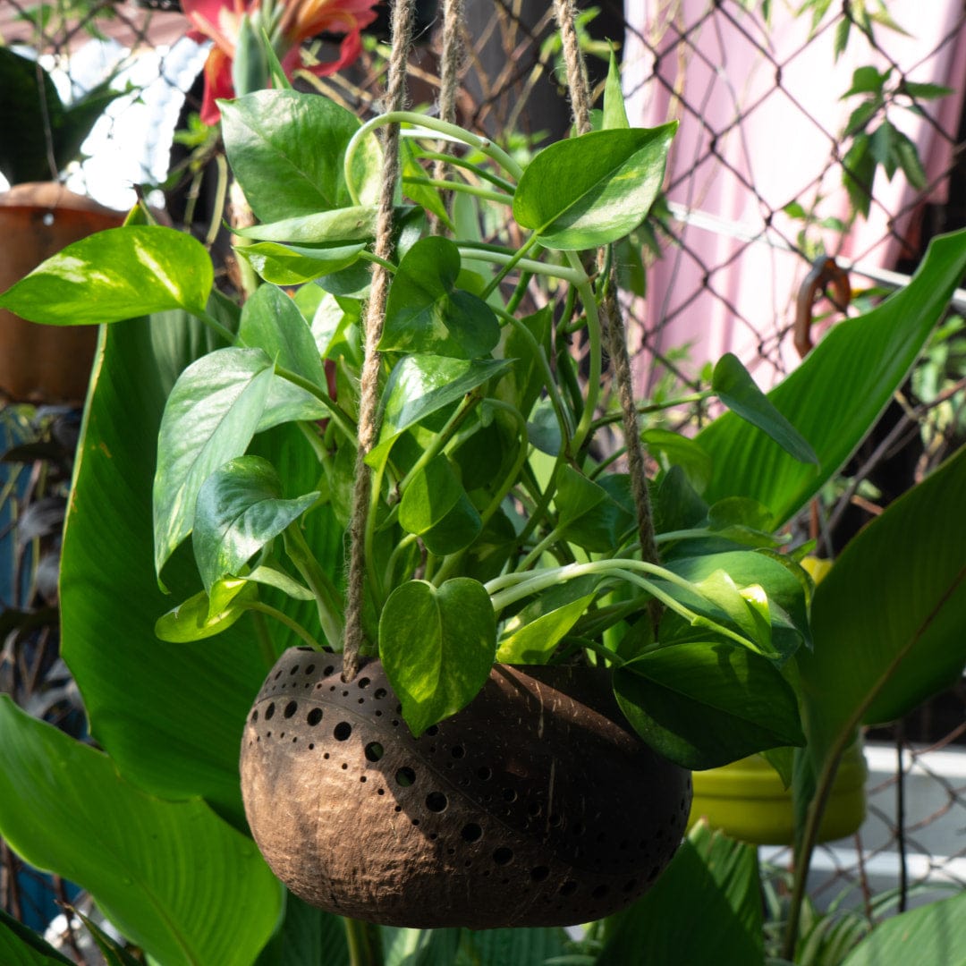 Hanging Two-Tone Coconut Planter
