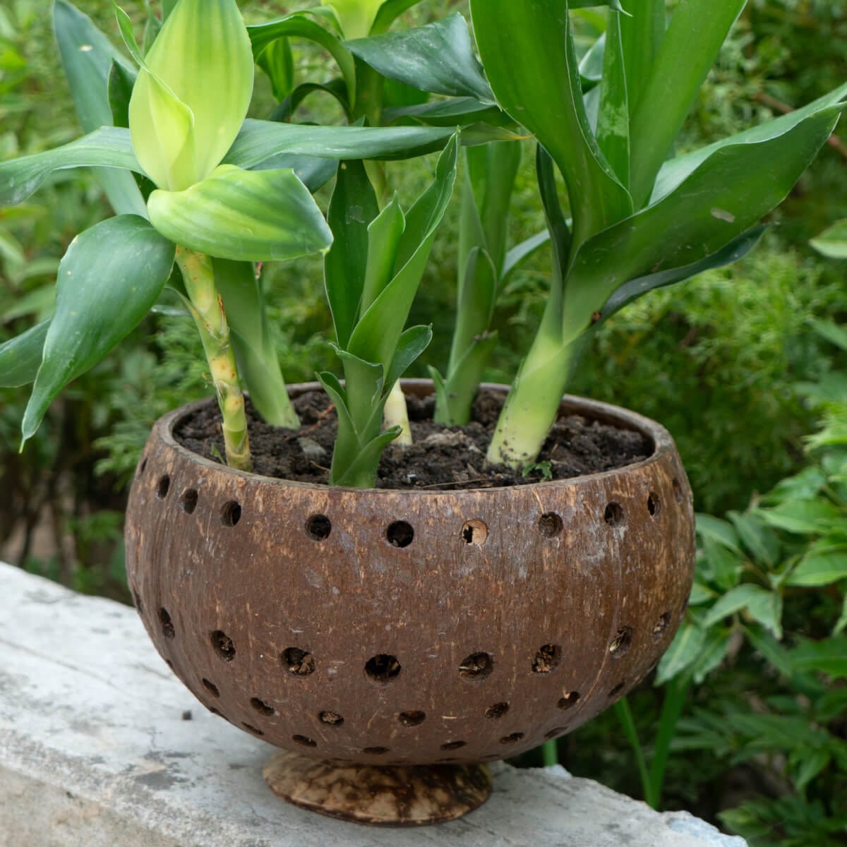 Punchout Coconut Planter