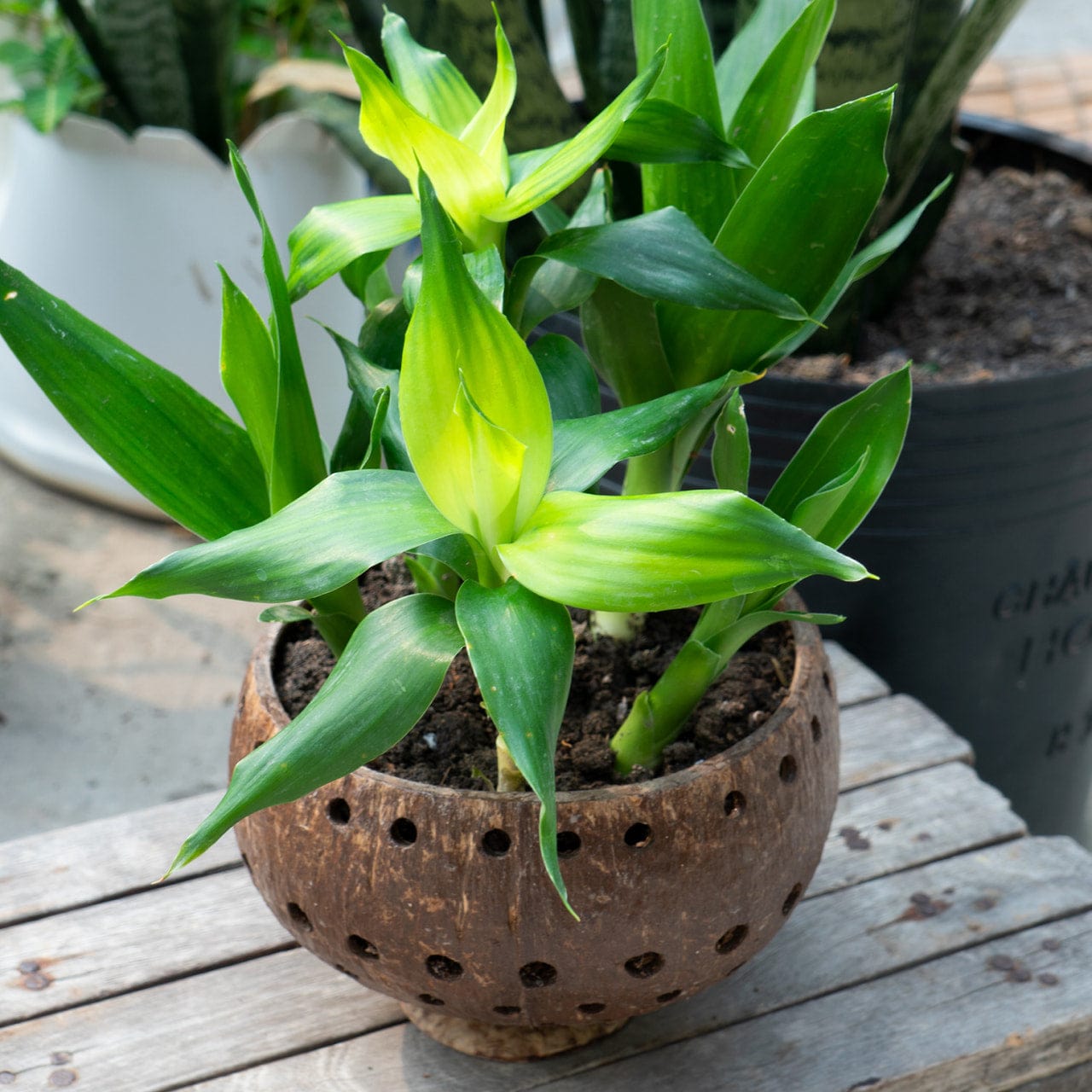 Punchout Coconut Planter